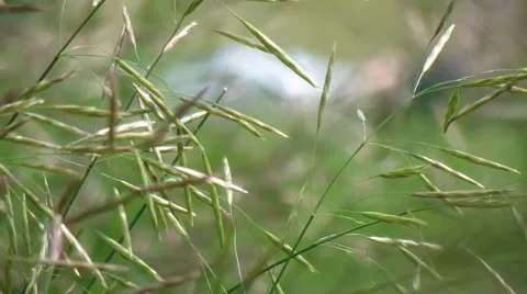 Grass dancing with the wind Vídeos de archivo 53498887