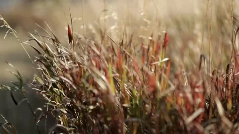 Grass Dancing in the Wind Slow Motion Stock Footage 101033122