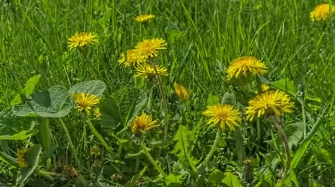 Grass, Dandelion And Bee Stock Footage 49822495