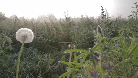 Grass with dandelion and spider web in the morning. Stock Footage 77065023
