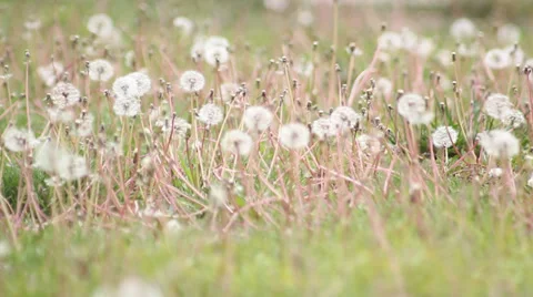 The grass dandelion Stock Footage 37853438
