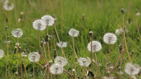 The grass dandelion Video stock 37854050