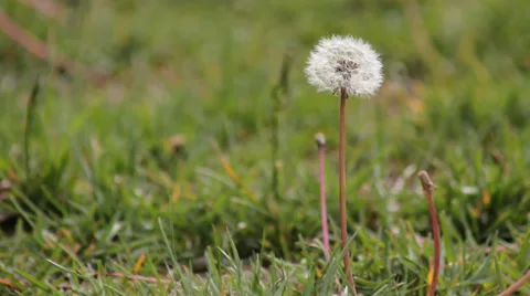 The grass dandelion Stock Footage 37957145