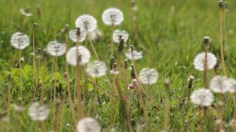 The grass dandelion Stock Footage 37957707