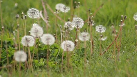 The grass dandelion Stock Footage 37961933