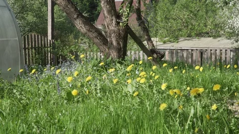 Grass with dandelions moving on the wind Stock Footage 89850332
