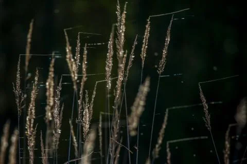 Grass on dark river background. Stock Photos