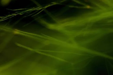 Grass in the dark texture Stock Photos