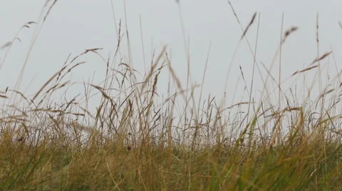 Grass on dark windy day Stock Footage 45299578