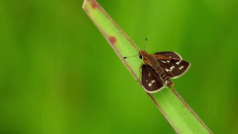 Grass dart butterfly spreading wings Vidéo 345111780