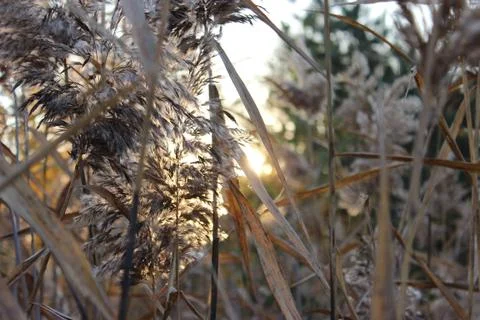 Grass at dawn 스톡 사진