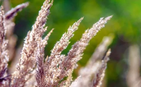 Grass  at dawn in spring Stock Photos