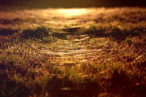 Grass decorated with spiders web Stock Photos