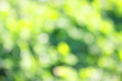 Grass defocused background Stock Photos