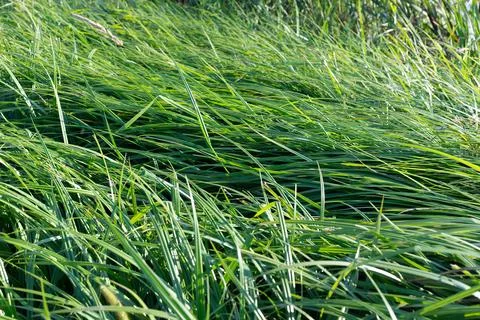 Grass Dense Sedge Leaves Texture Background in Coastal Wetland Area Stock Photos