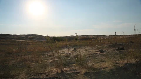 Grass in the desert at sunset Video stock 67514403