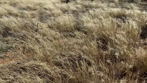 Grass in the desert wilderness moved by the wind Stock Footage 212633175