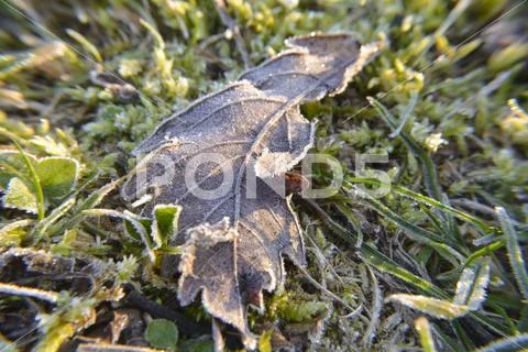 Grass Detail Frost Ice Nature Leaf Green Moss Stock Photos