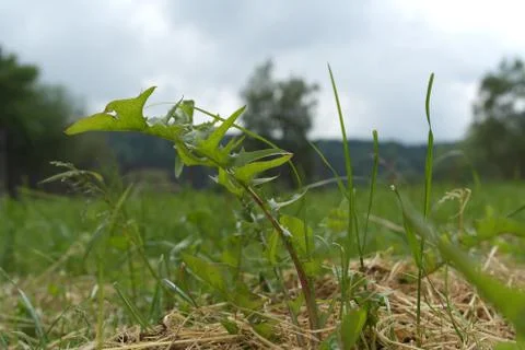 Grass detail 写真素材