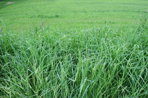 Grass detail Foto stock