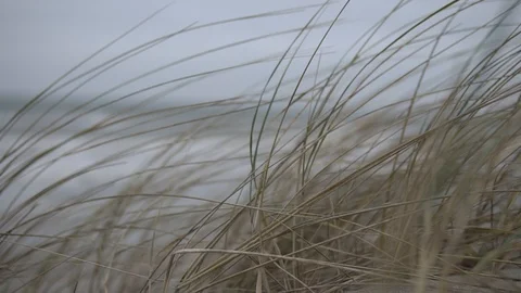 The grass develops in the wind. in the background sea waves Stockbeeldmateriaal 89134887