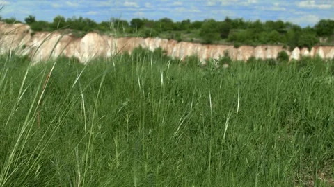 Grass develops in the wind Stock Footage 75493160