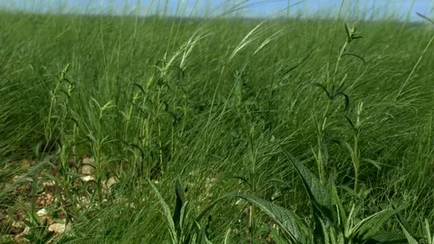 Grass develops in the wind Stock Footage 75493170