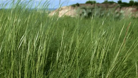 Grass develops in the wind Stock Footage 75493315