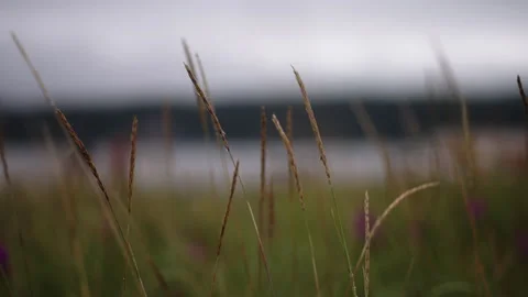 Grass develops in the wind. Rye in the wind. Video stock 225419692