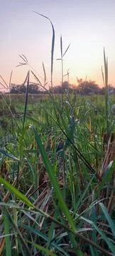 Grass, Dew, and Sunlight Stock Photos