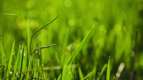 Grass With Dew Background Stock Footage 37731191
