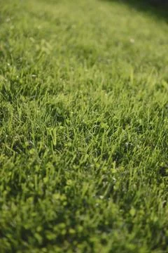 Grass in dew with backlight, background Stock Photos