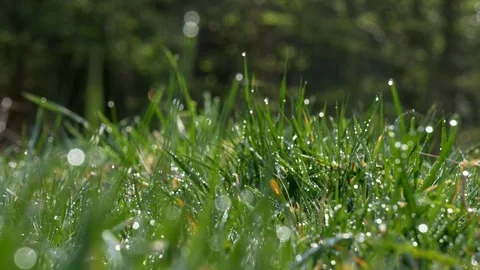 Grass Dew Backlight Stock Footage 129273079