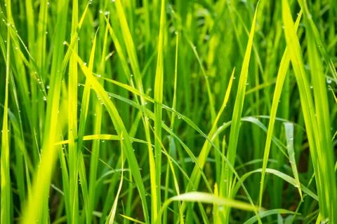 Grass with dew caught. Stock Photos