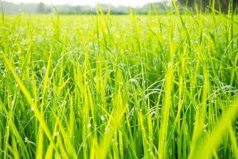 Grass with dew caught. Stock Photos