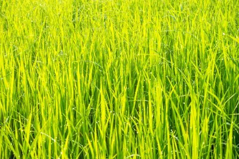 Grass with dew caught. Stock Photos