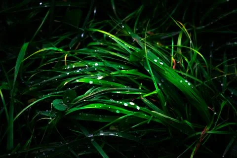 Grass with dew in dark enviroment Stock Photos