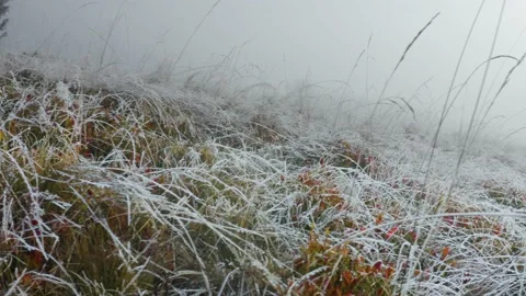 Grass with dew at dawn Stock Footage 170774786