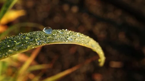 The grass in this dew drop moves slowly in the wind Stock Footage 99118479