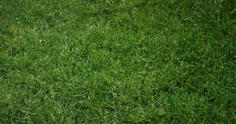 Grass with dew drops. Blurred Grass Background With Water Drops closeup. Vidéo 97439079