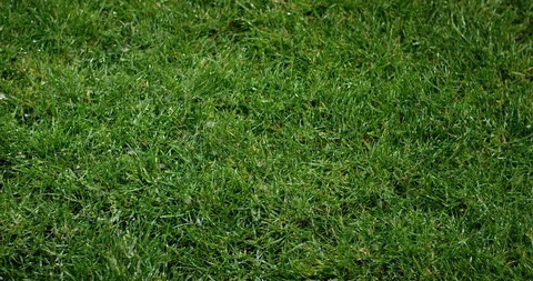 Grass with dew drops. Blurred Grass Background With Water Drops closeup. Stock Footage 97450334