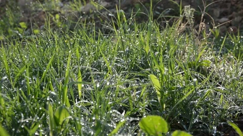 Grass with dew drops. Blurred Grass Background With Water Drops closeup. Nature. Video stock 98781707