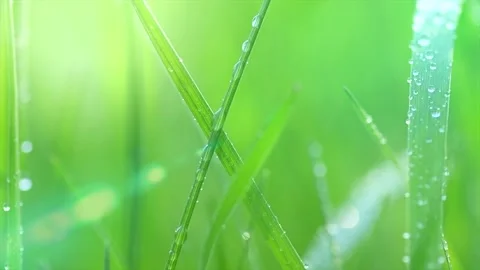 Grass with dew drops. Blurred Grass Background With Water Drops closeup Stock-Footage 202304291