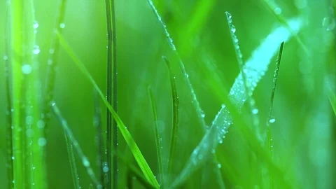 Grass with dew drops. Blurred growing grass background with water drops Stock Footage 101622526