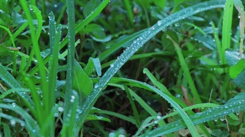 GRASS  WITH DEW DROPS GREEN  EARLY MORNING Video stock 281342359