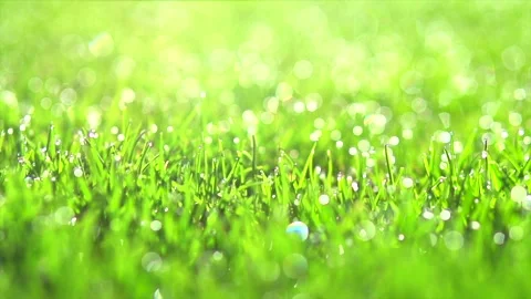 Grass with dew drops. lawn Grass Background With Water Drops closeup Stock Footage 155622005
