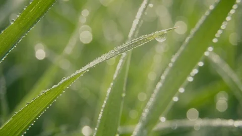 Grass with dew drops - macro shot 06 Stock Footage 99383838