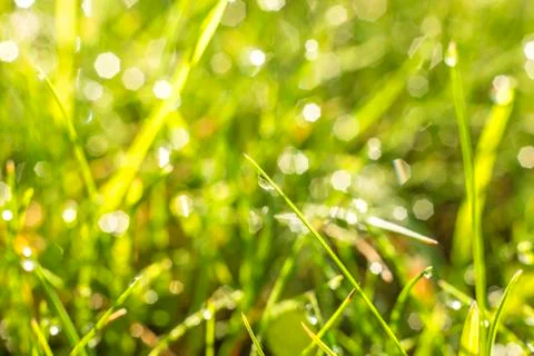 Grass with dew drops Stock Photos