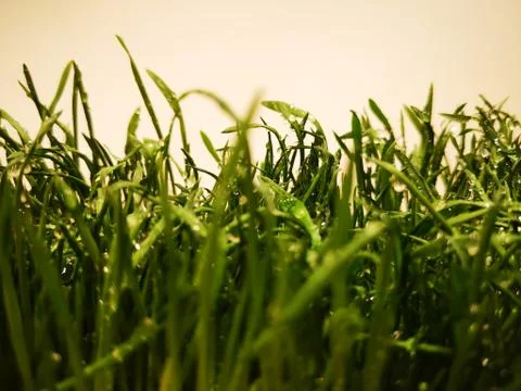 Grass with dew drops Stock Photos