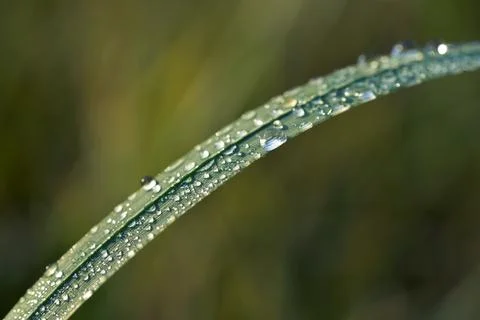 Grass with dew drops Stock Photos